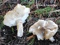 Limacella furnacea-amf1247